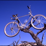 tree.jpg